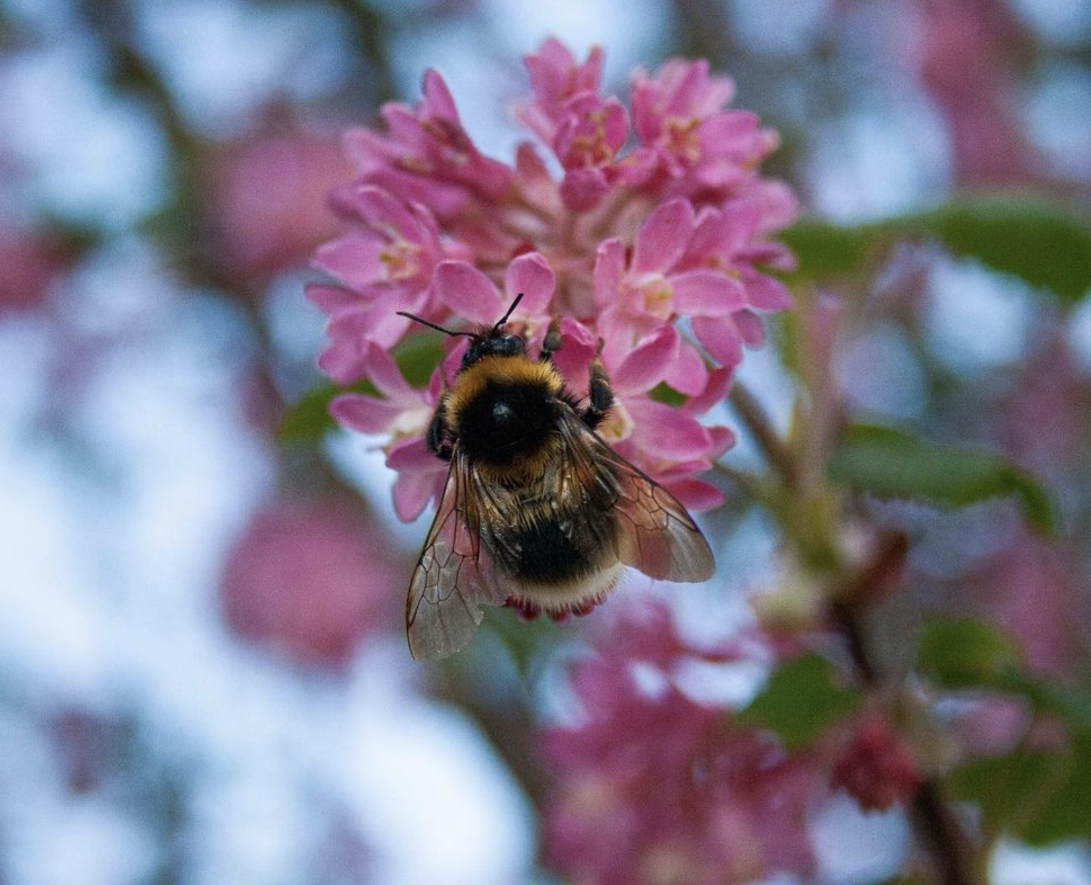 Busy bee on pink lilac tree Busy bee on pink lilac tree