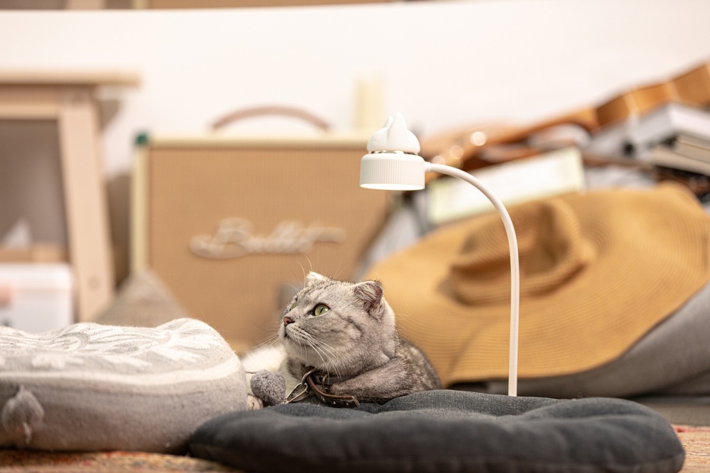 NACHTLAMP DRAADLOOS, white, Dual Cat Lamp, leeslamp/nachtlamp met kattenkop, LED lampje, oplaadbaar via USB